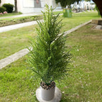 17-Inch Artificial Pine Christmas Tree – Realistic Mini Holiday Decor for Home, Parties & Events (1/2 PCS)